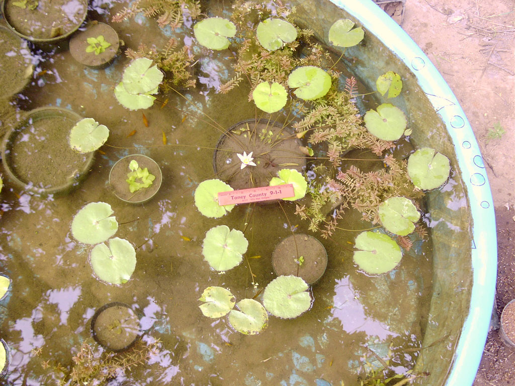 Nymphaea minuta July 26 06 Image039